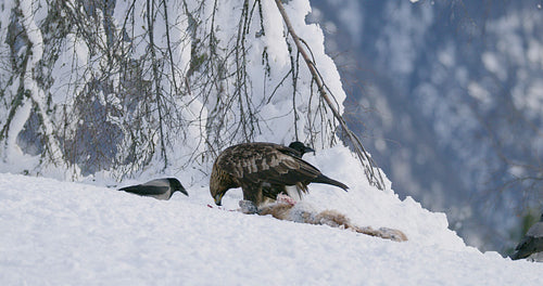 Environmental view of golden eagle eating on a dead animal in mountains at winter