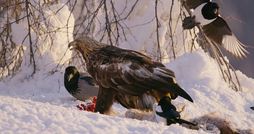 Close-up of golden eagle eats on a dead fox in the mountains at winter