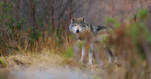 Wild male wolf standing between bushes in the forest