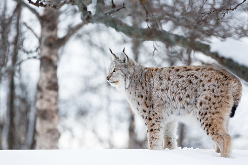 Lynx in the cold winter