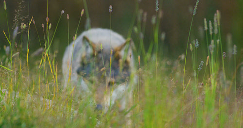 Close-up of a wild male wolf walking in the grass in the forest