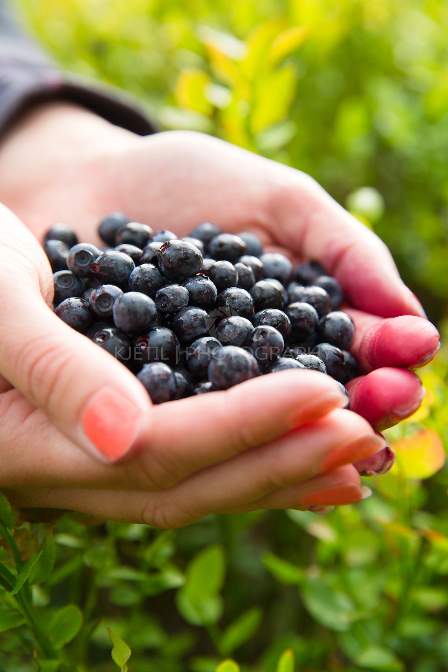 Woman picking healthy blueberries in the woods
