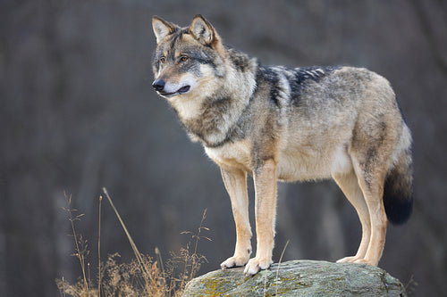 Large male grey wolf in profile looking for prey
