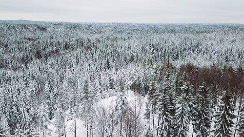 Flying above large forest in the cold winter