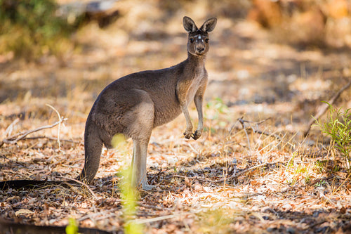 Standing kangaroo in the wild