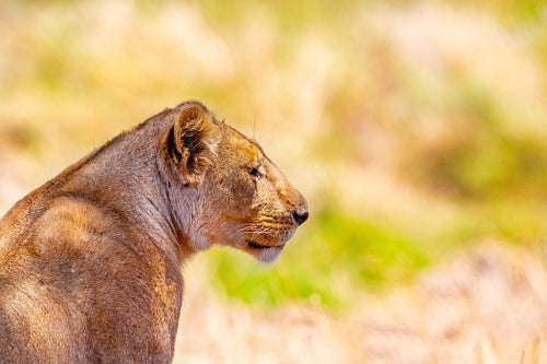 Close-up portrait of one large wild lion in Africa