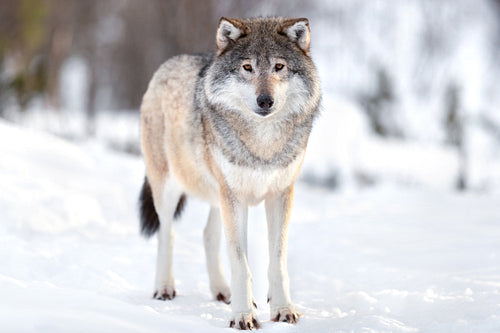 Portrait of Eurasian wolf on snow during sunny day in the forest