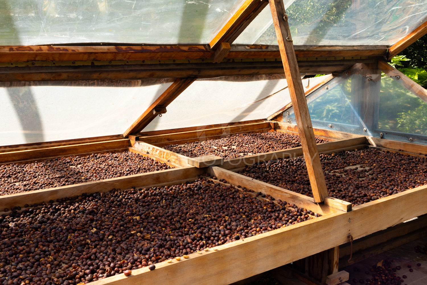 Organic Raw Coffee Beans Drying In Wooden Crate