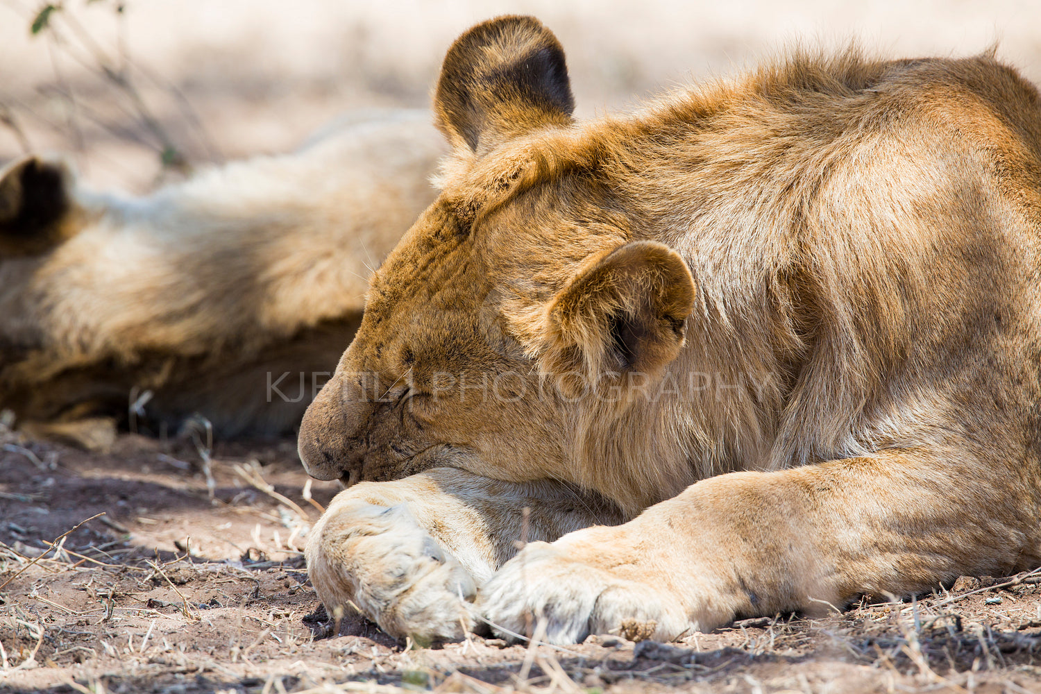Lion sleeping in Serengeti