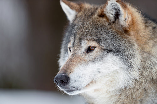 Closeup of brown Canis Lupus Wolf looking away