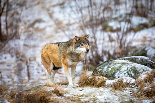 Beautiful wolf approaching in the forest in early winter