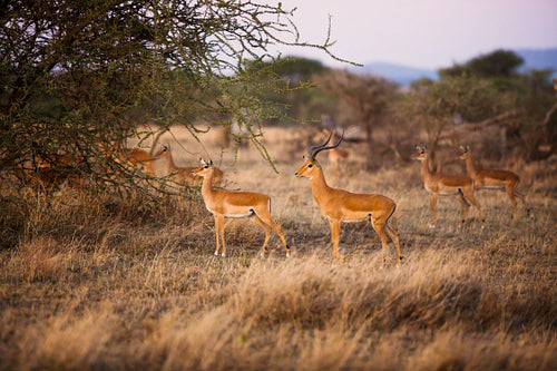 Gazelles looking for enemies in Serengeti