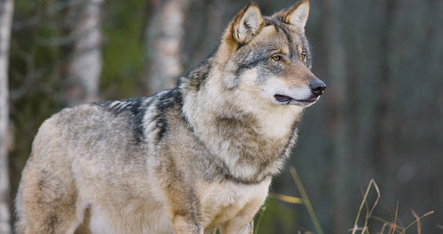 Close-up of large male grey wolf in the forest standing and walk away