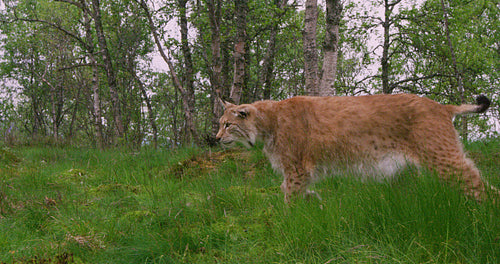 Focused old european lynx walking in the forest at summer