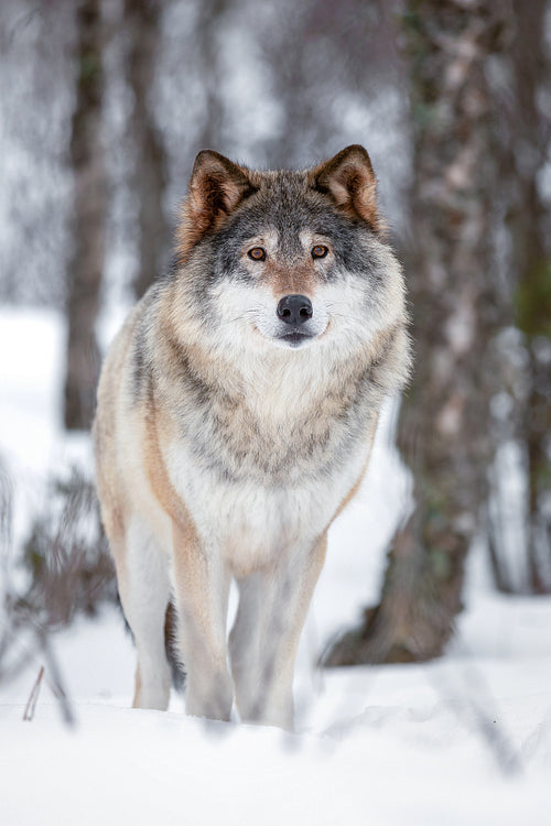 Portrait of Eurasian Canis Lupus Wolf standing on snow