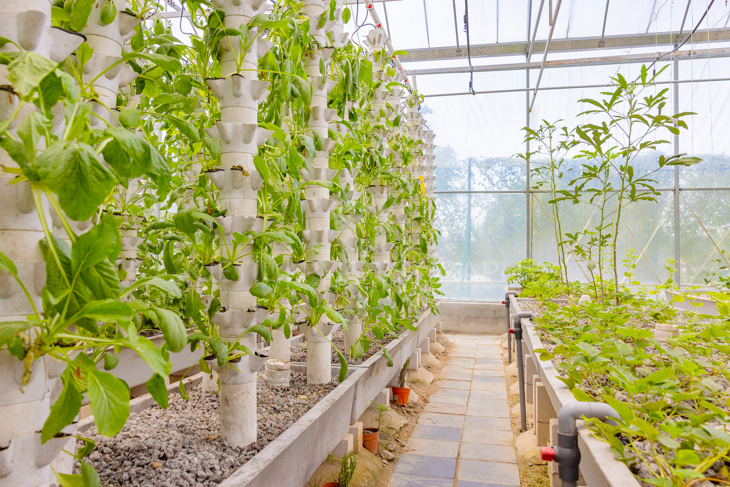 Green Plants in Hydroponic Vertical Columns in a Greenhouse