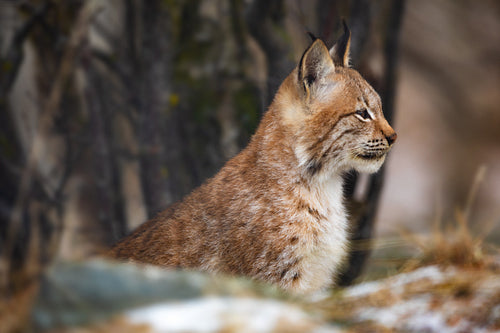 Portrait of eurasian lynx sitting in the forest at early winter