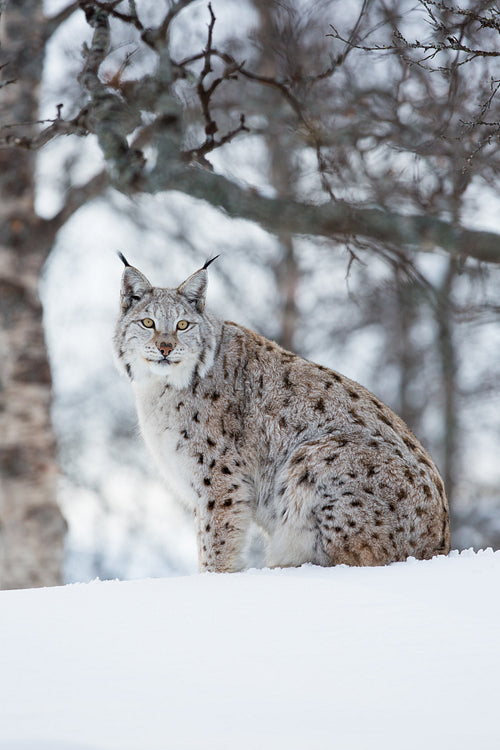 Lynx in the winter forest