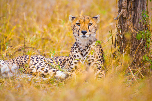One beautiful cheetah rests at the savannah in Serengeti