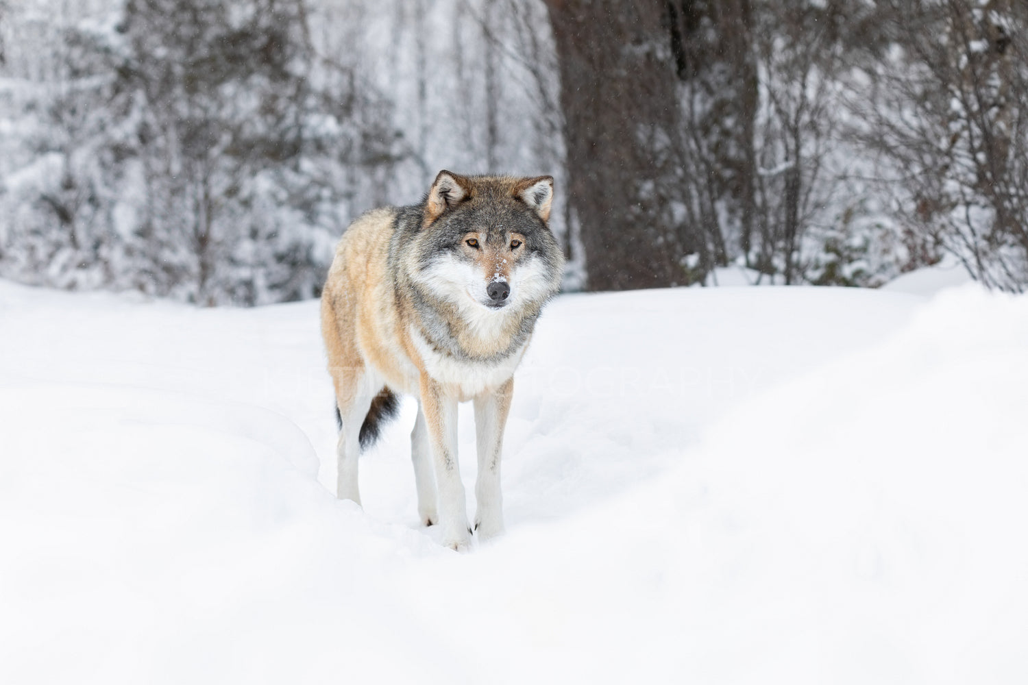 Wolf standing in the snow in beautiful winter landscape