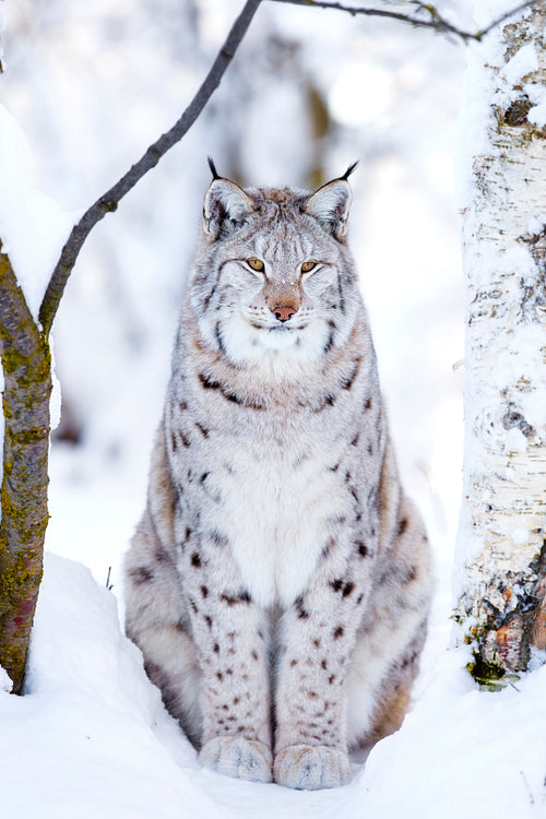 Close-up of proud lynx cat in the winter forest