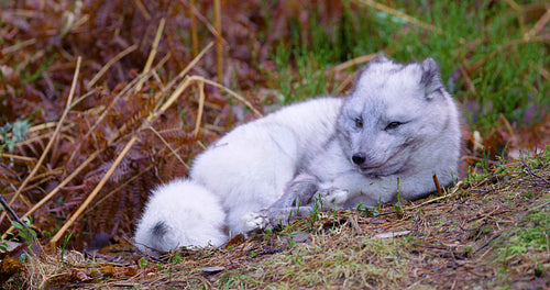 Arctic fox lies and rests at forest floor in the late fall