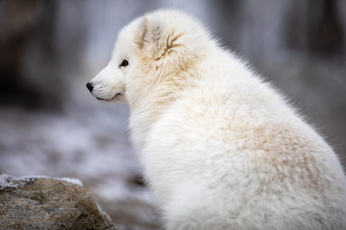 Beautiful arctic fox in white winter coat sitting