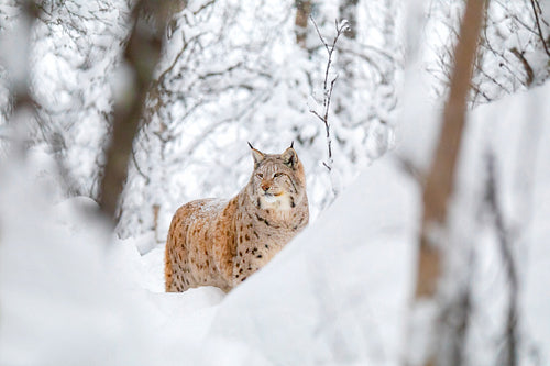 Large lynx cat walks in the cold and magnificent winter forest