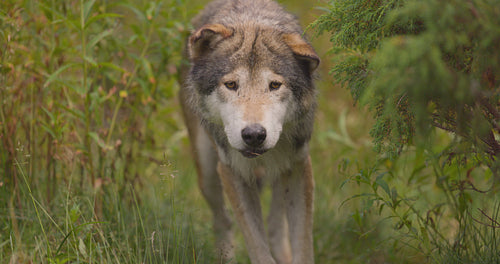 Curious old grey wolf looks and smells after rivals or food in the forest