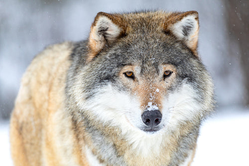 Close-up portrait of a beautiful wolf in the cold winter