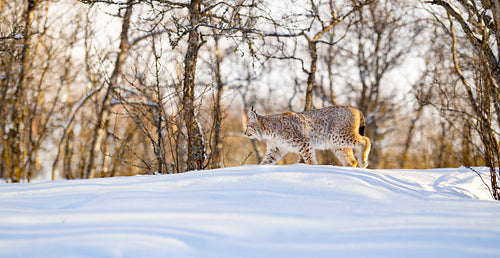 Lynx strolling on snow by bare trees in nature