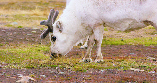 Wild reindeer eating in the in the arctic nature