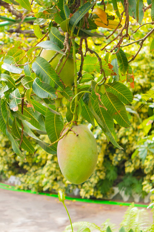 Close-Up Of Organic Fresh Mango Hanging in Tree