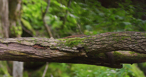 European pine marten eating on overturned tree in the woods