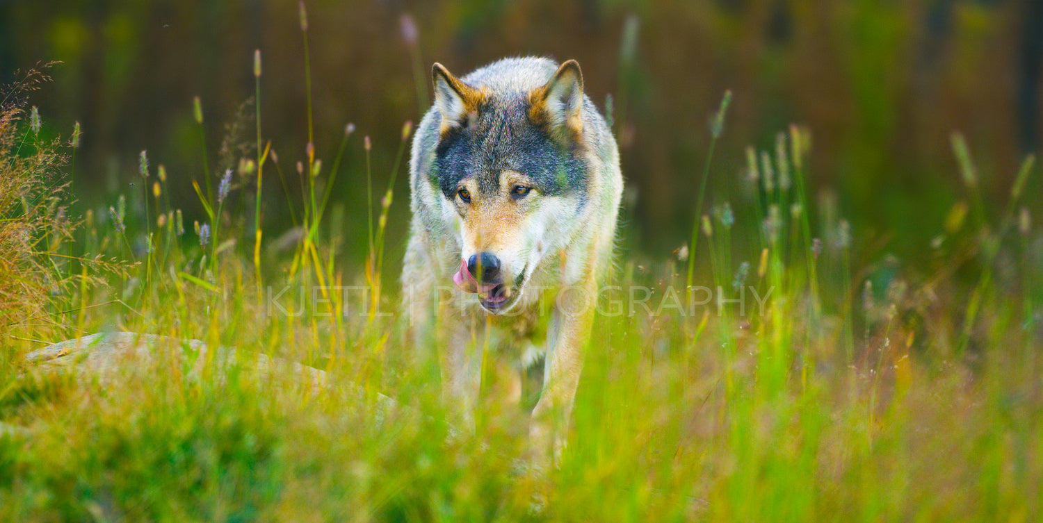 Wild male wolf walking in the grass in the autumn colored forest