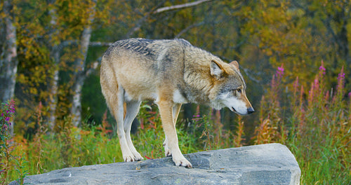 Large grey wolf standing on a rock in the forest