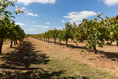 Vineyard in Australia