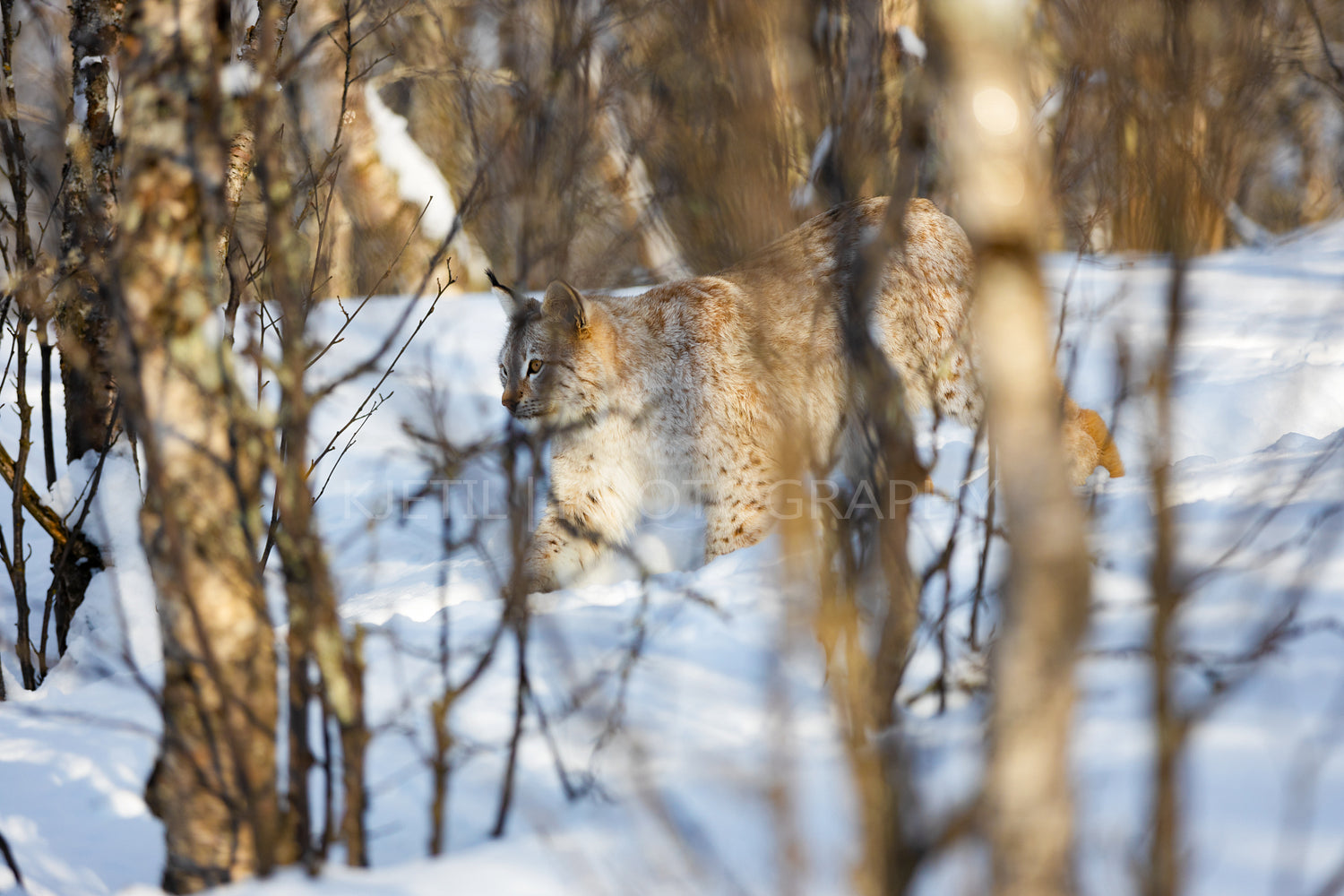 Lynx strolling on snow seen through bare tree trunks