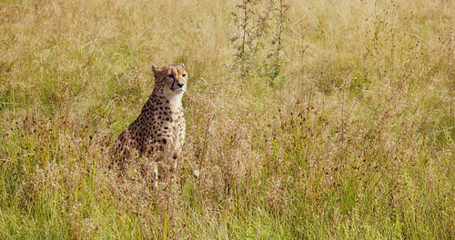 Environmental portrait of adult cheetah sitting at the vast grassy plain