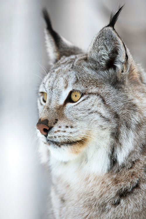 Close-up portrait of a lynx in the winter forest