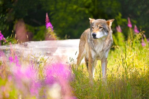 Beautiful adult male grey wolf in beautiful grass meadow in the forest