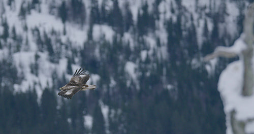 Side view of a majestic golden eagle flying high up in the mountains in the winter