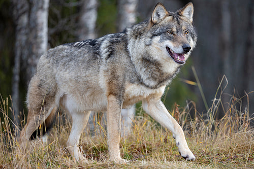 Profile of large male grey wolf walking on a hill in the forest