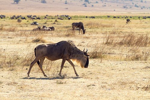 Wildebeast in Serengeti
