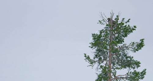 Golden eagle sits in the top of a tree in the high mountains at winter