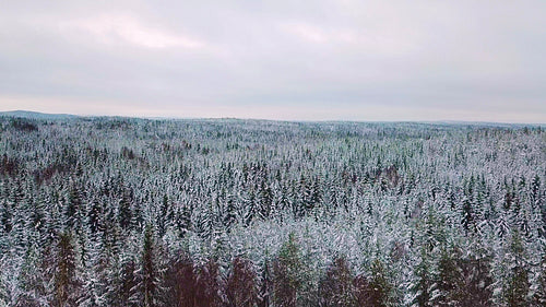 Flying above large forest in the cold winter