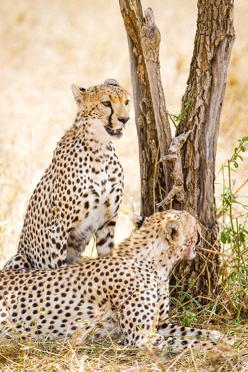 Two cheetahs rests after meal in Serengeti