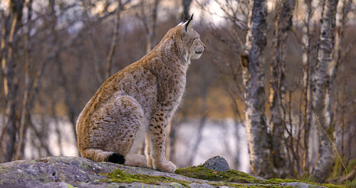 Alert eurasian lynx sitting on a rock in forest looking for prey