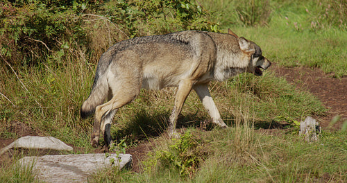 One large adult grey wolf walking around in the grass a sunny day