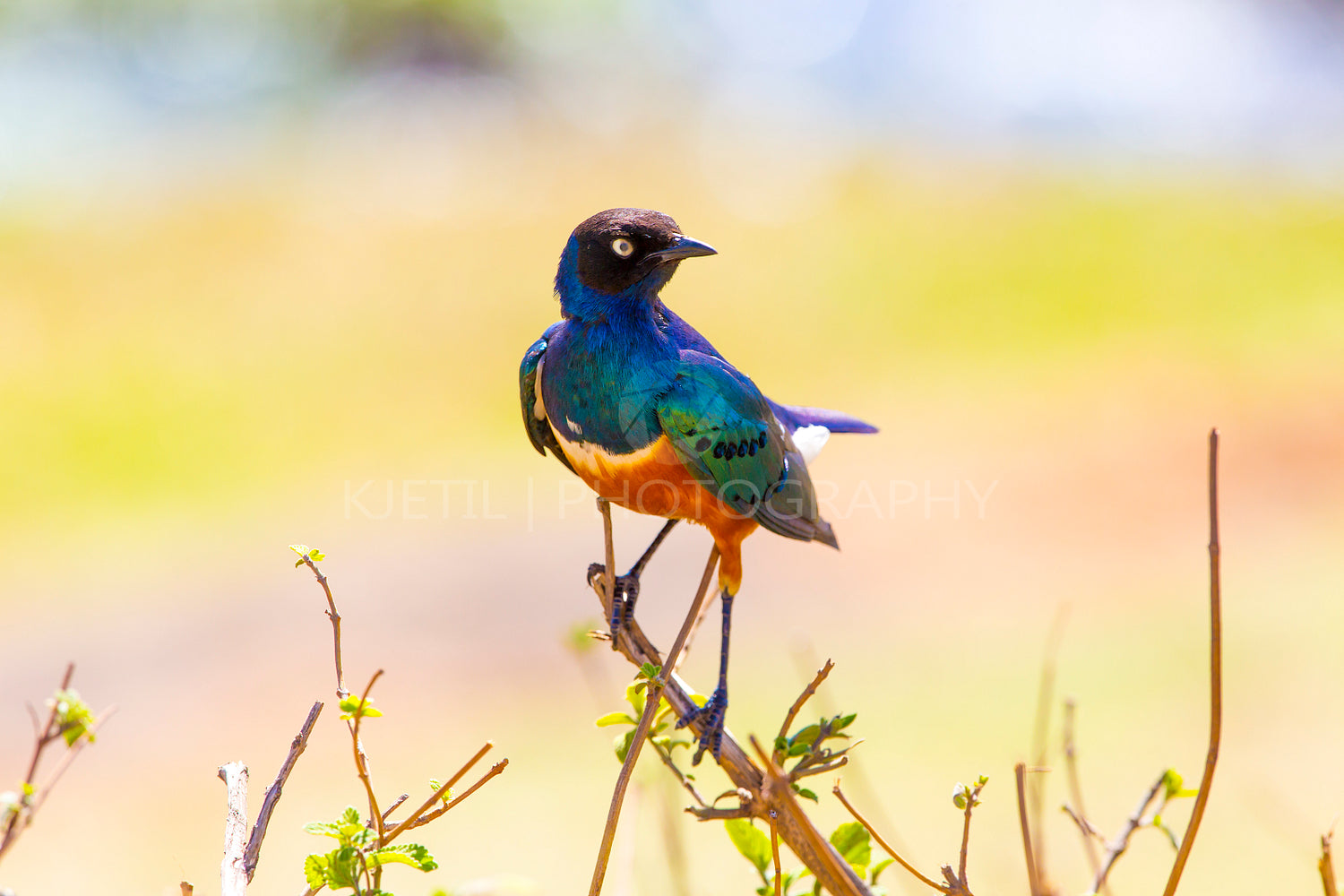 Colorful superb starling bird in Tanzania